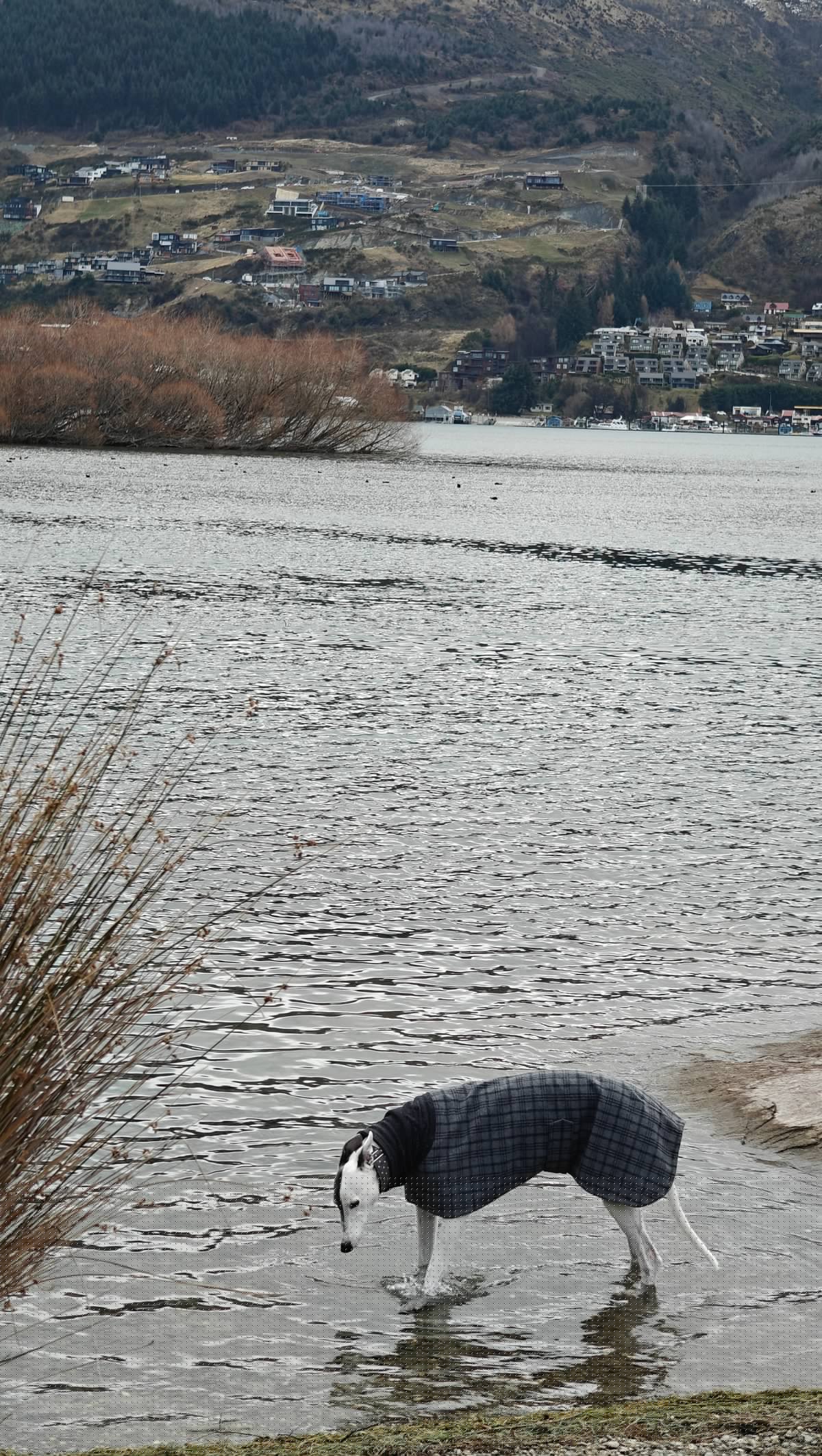 Dog in tartan coat drinking