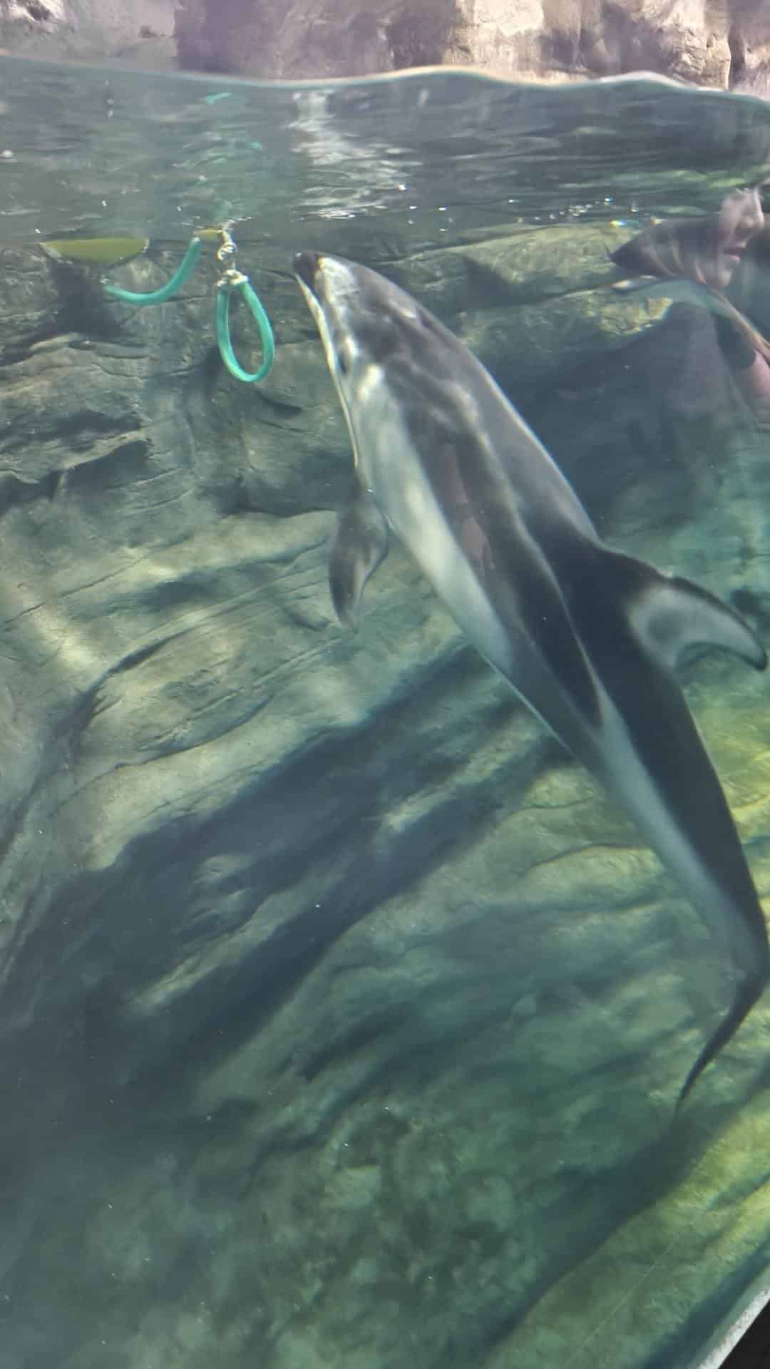 Dolphin swimming underwater near surface