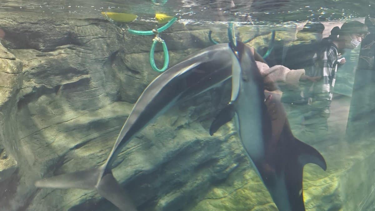 Dolphins swimming in aquarium tank