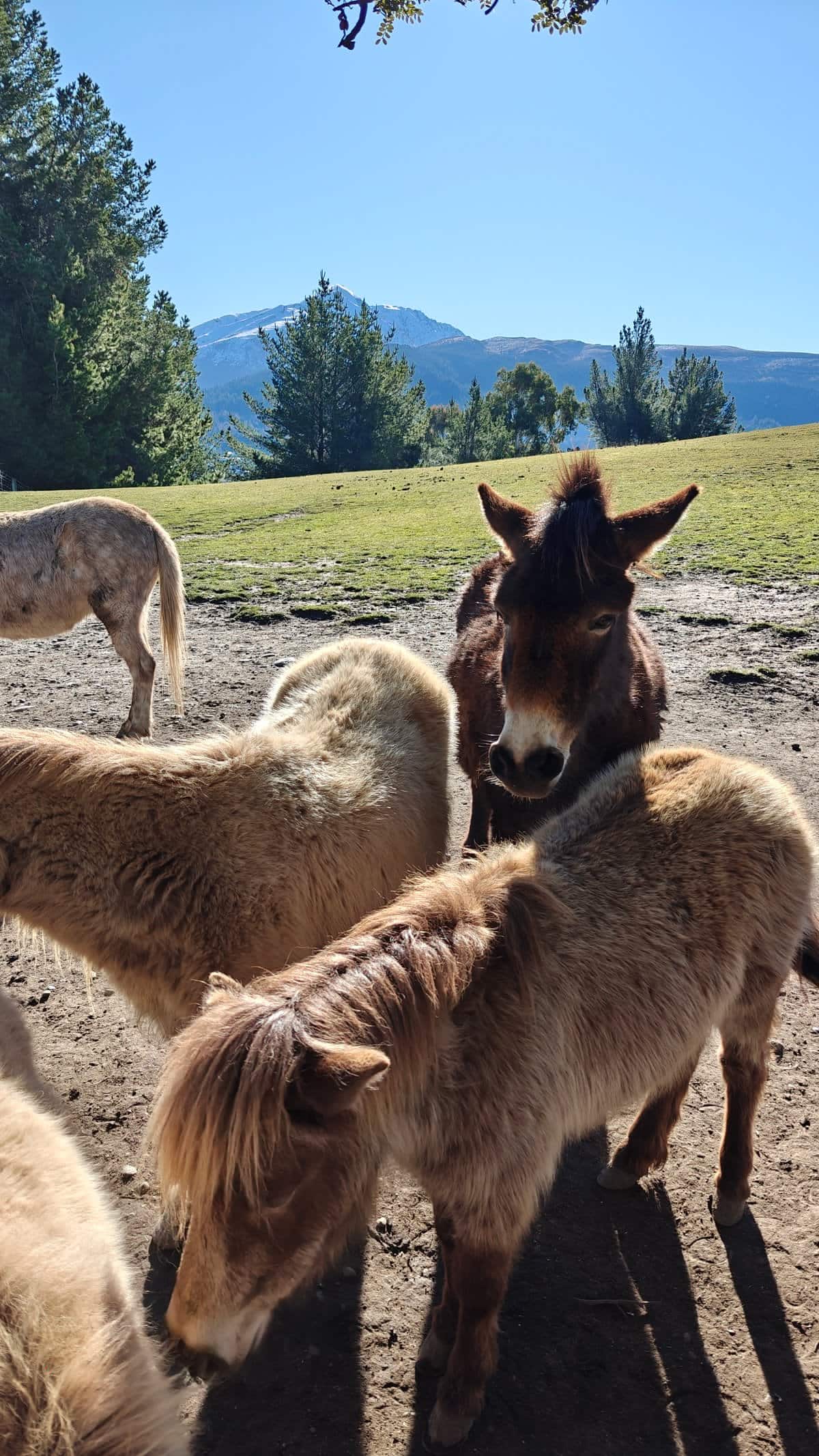 Donkey among shaggy ponies
