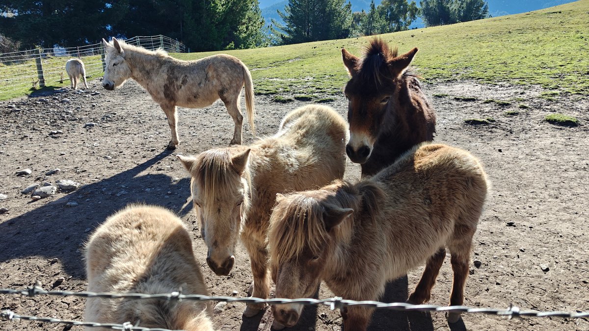 Donkey and Shetland ponies crowding