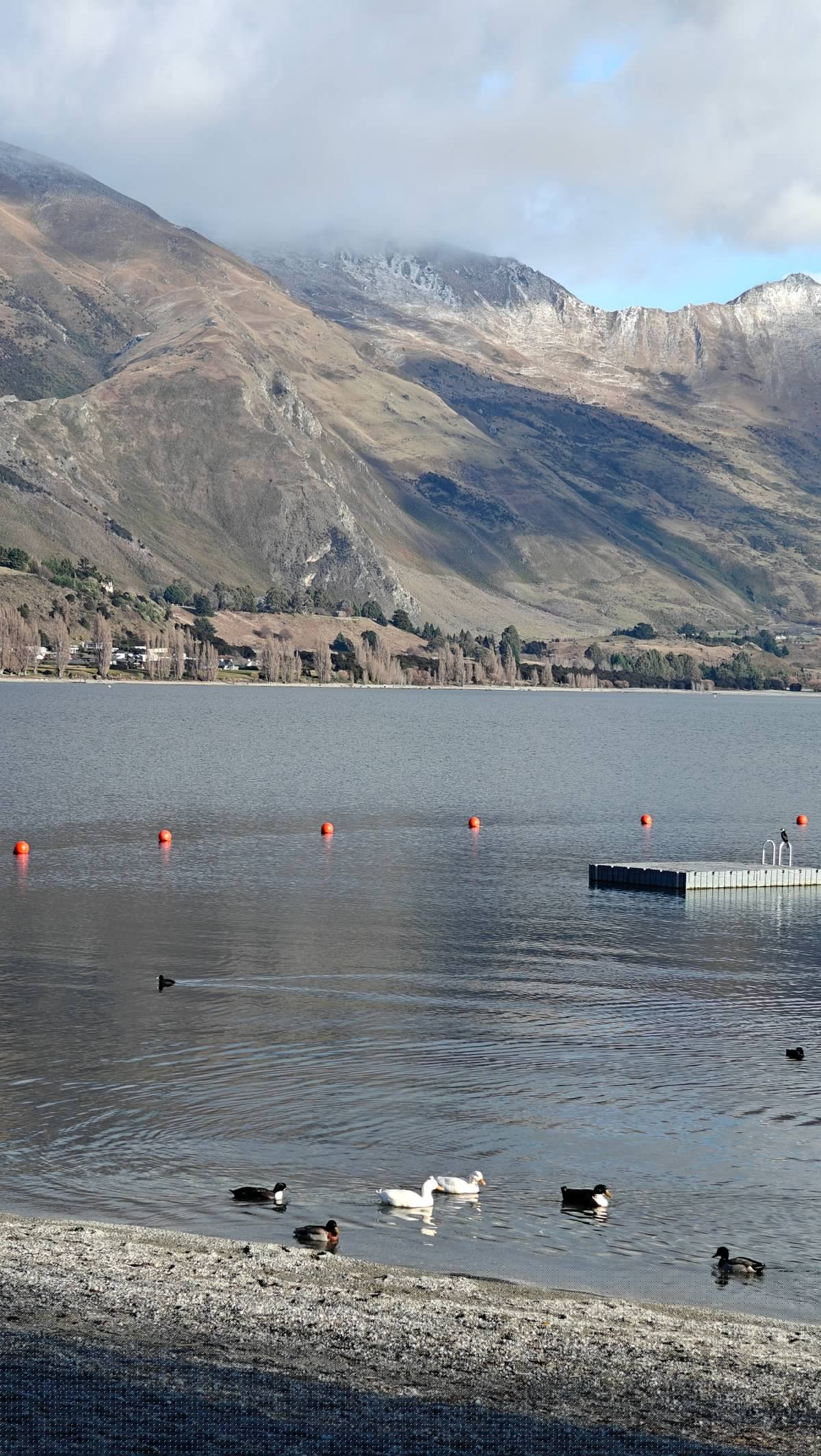 Ducks and swans at lake shore