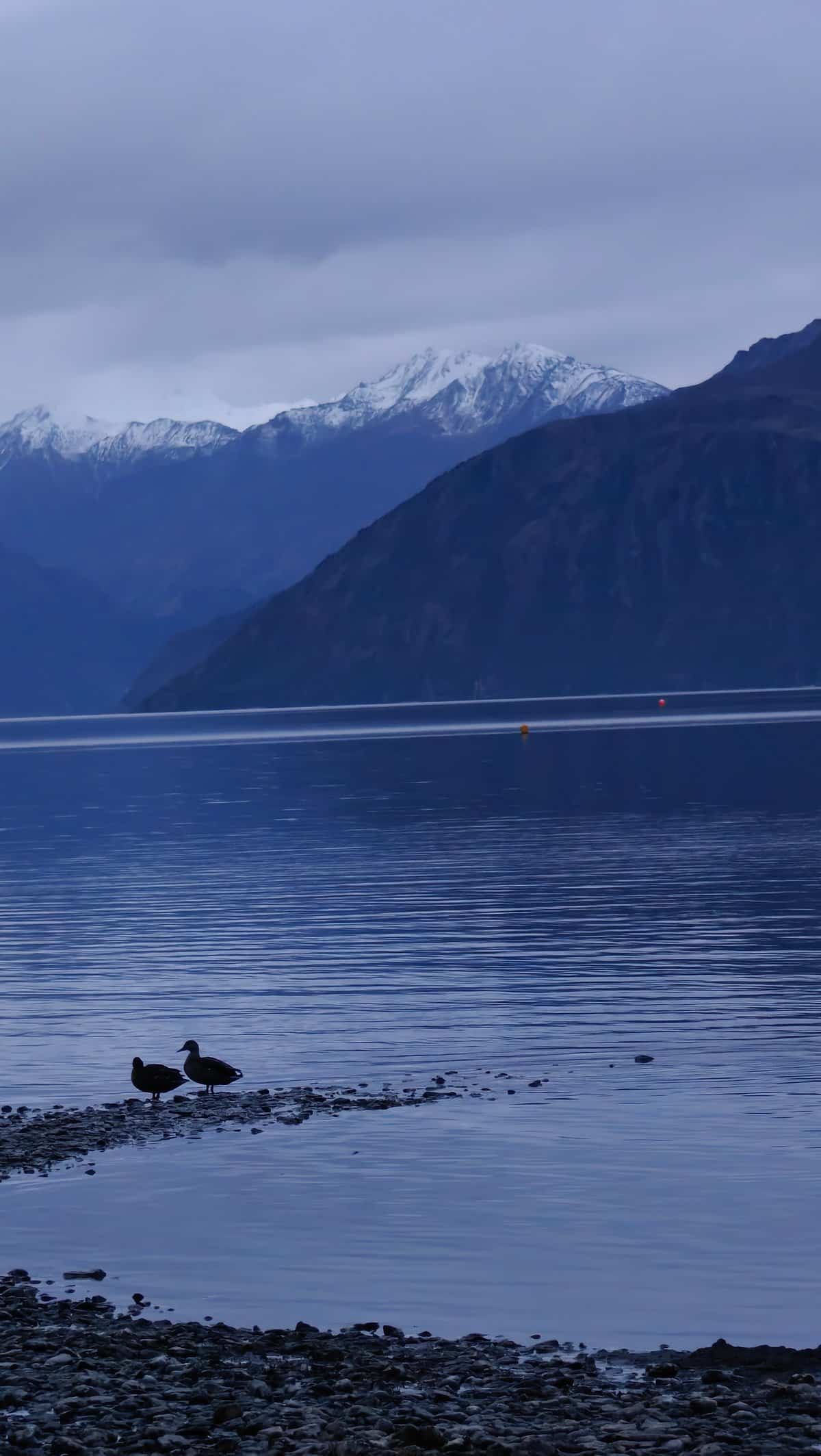 Ducks resting under snow peaks
