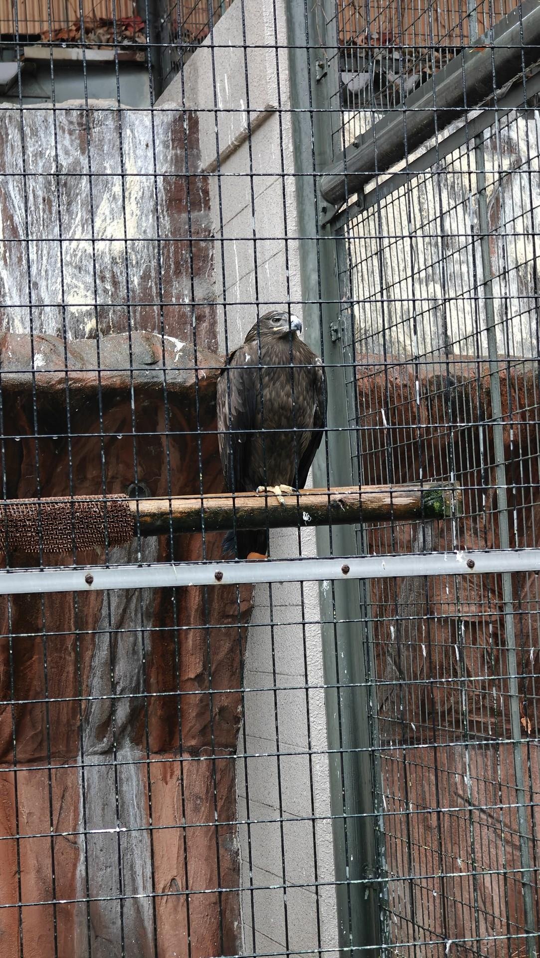 Eagle perched in a cage