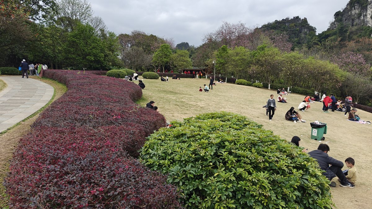 Expansive flowering orchard mountains