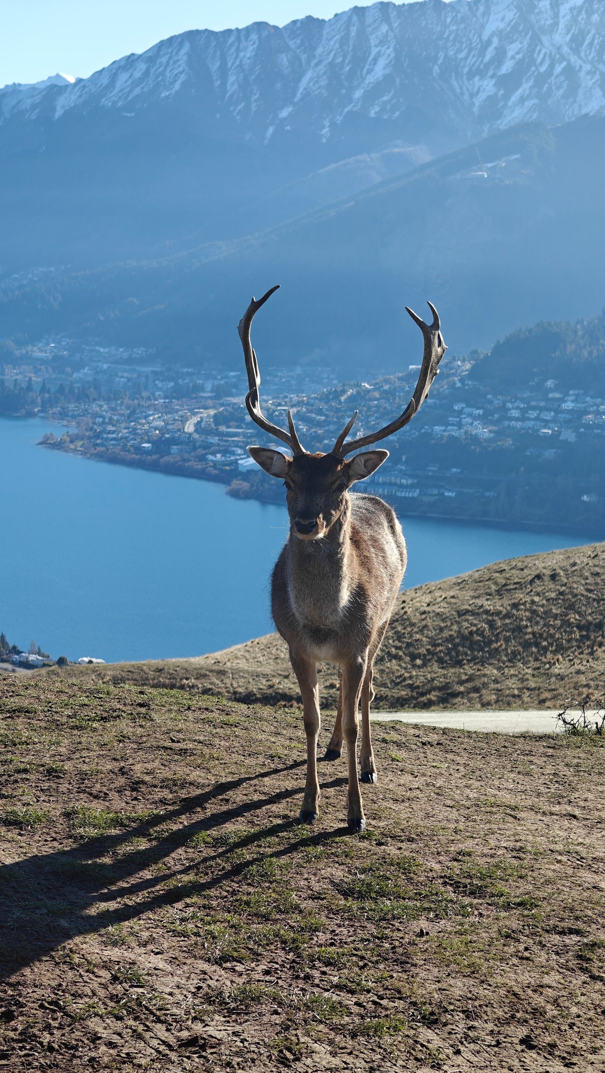 Fallow stag on ridge crest