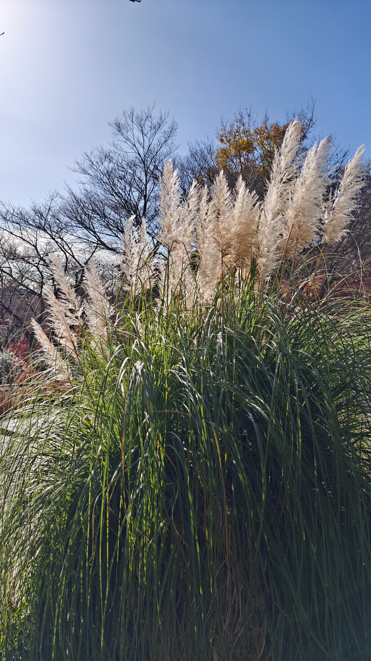 Feathery pampas grass plumes catching the light