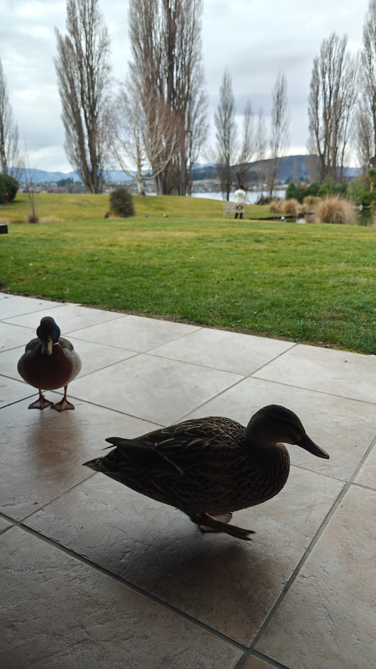 Female mallard on hotel patio