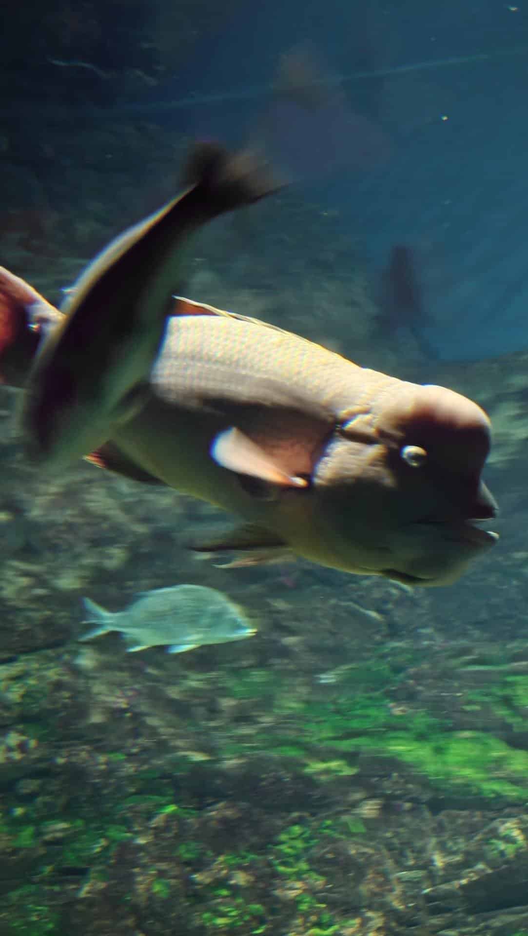 Fish swimming in an aquarium