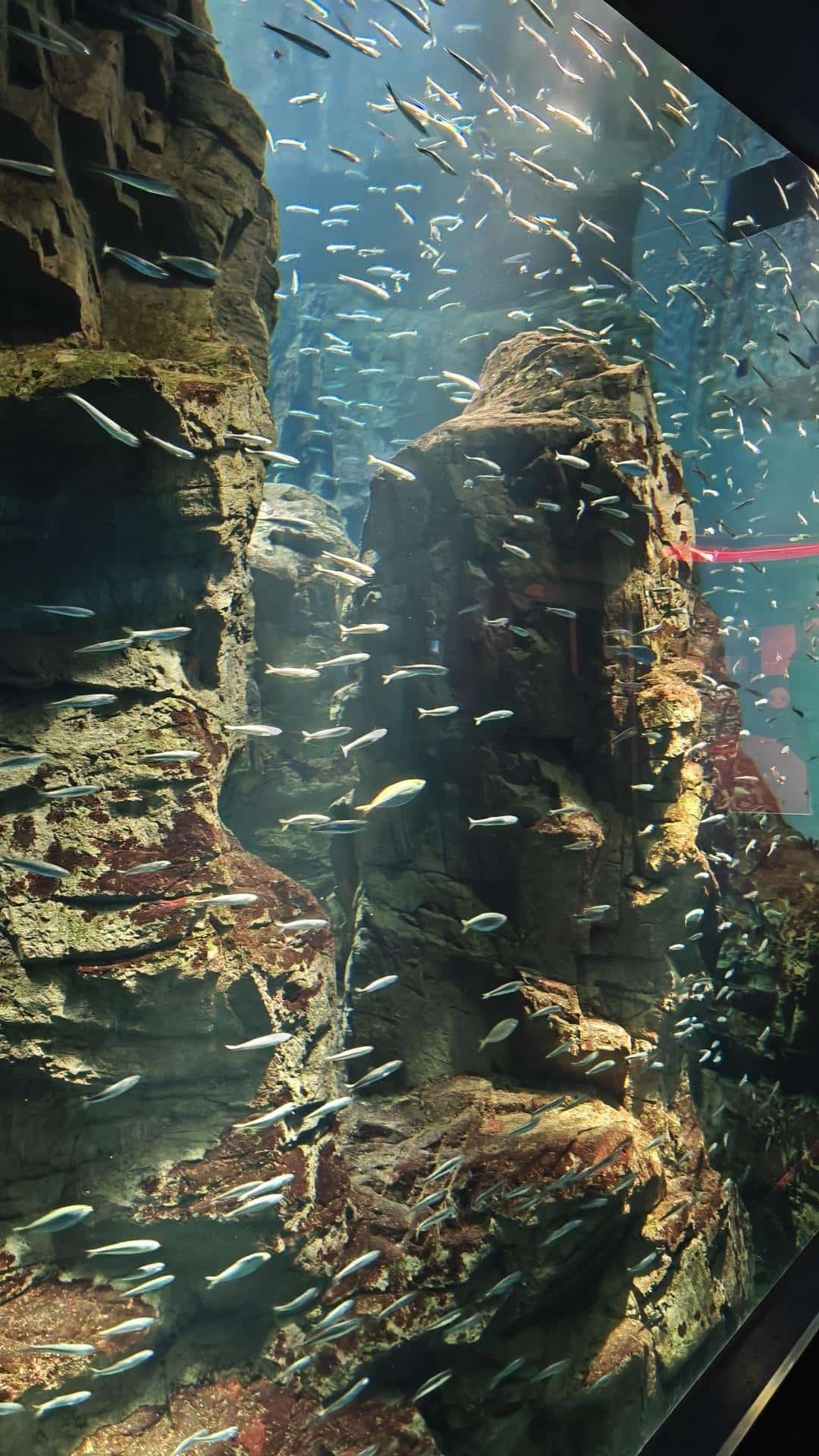 Fish swimming in rocky aquarium