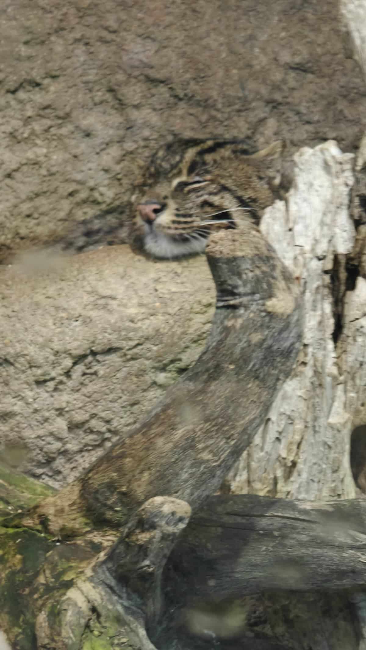 Fishing cat prowling over driftwood