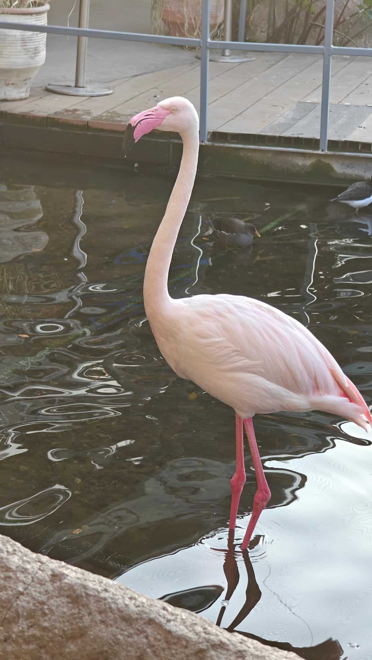Flamingo feeding in the shallows