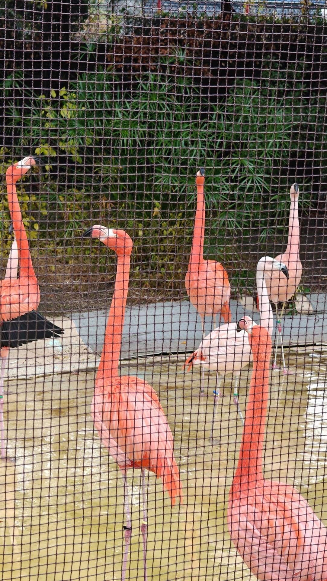 Flamingos behind netting
