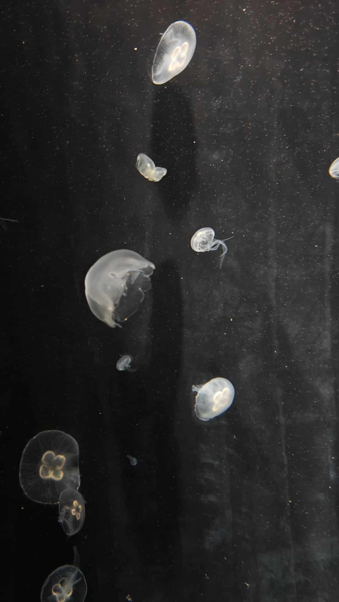Floating jellyfish in dark water