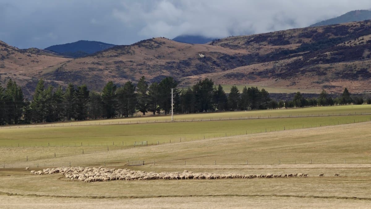 Flock of sheep grazing paddock