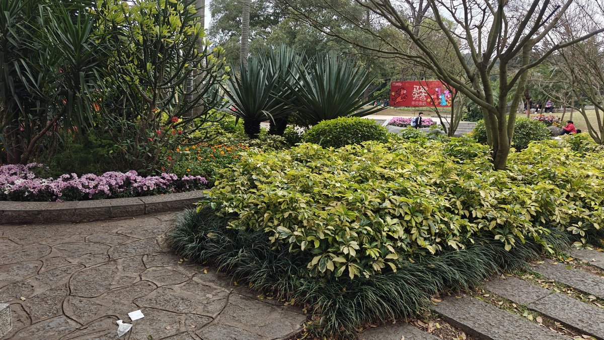 Flowering garden beds chrysanthemums
