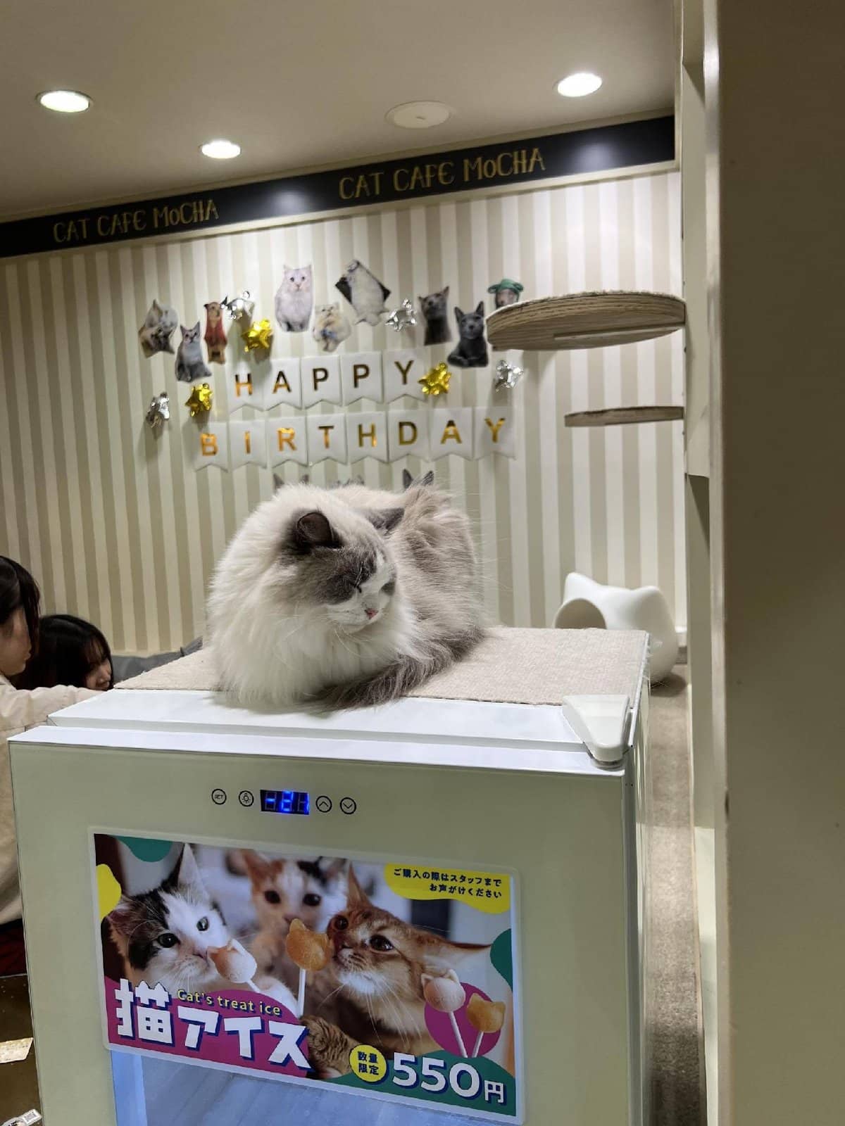 Fluffy cat at cat cafe birthday setup