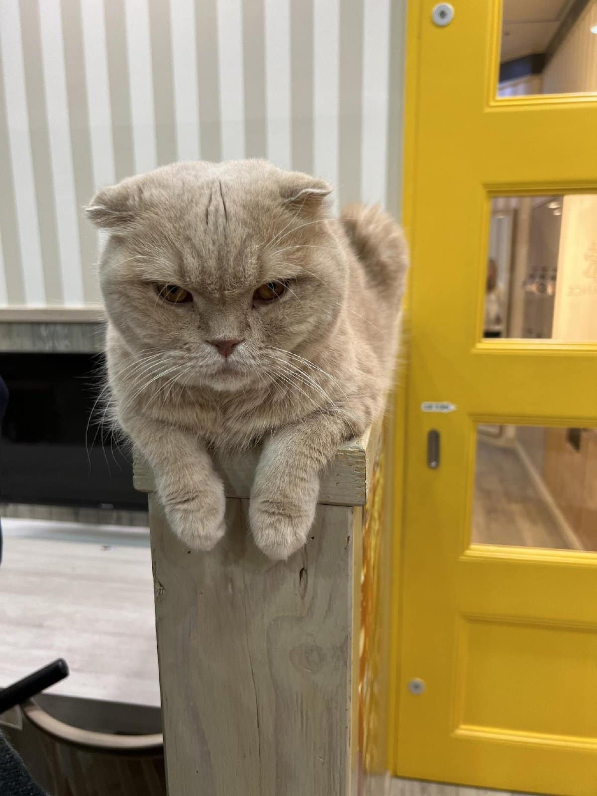Fluffy cat by a yellow door