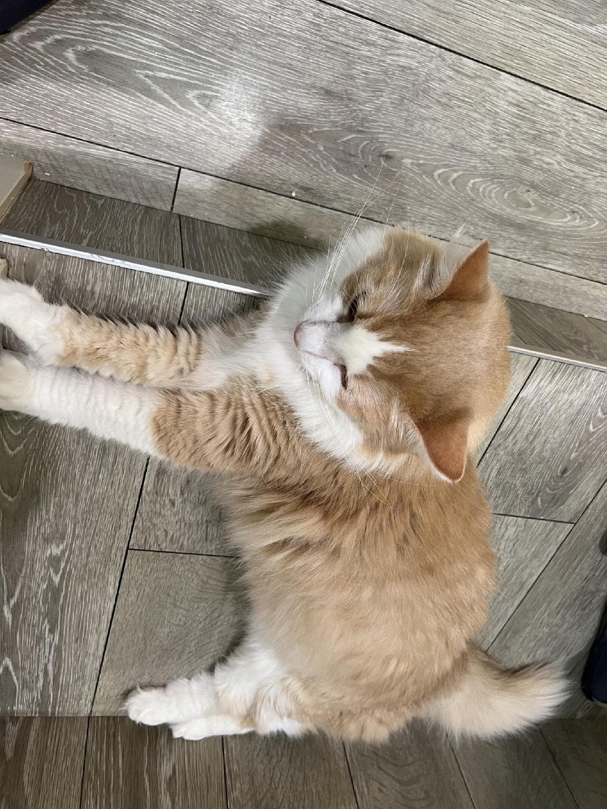 Fluffy cat on wooden floor