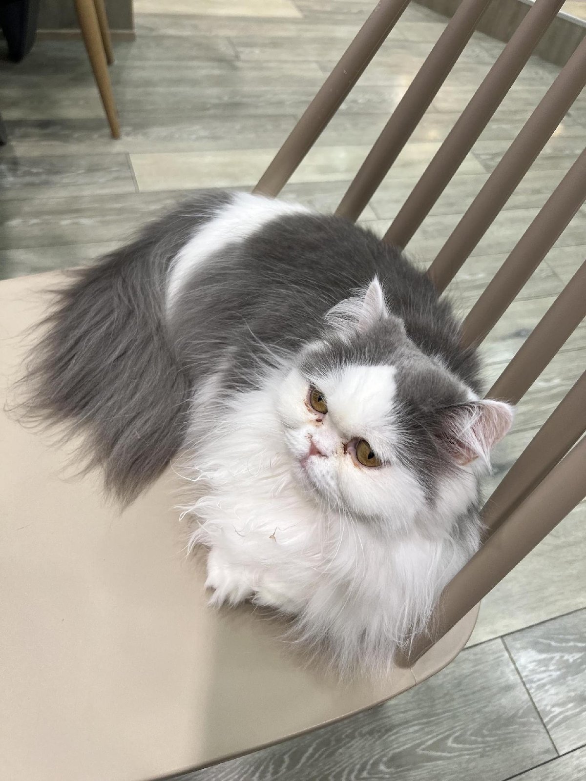 Fluffy cat resting on a chair