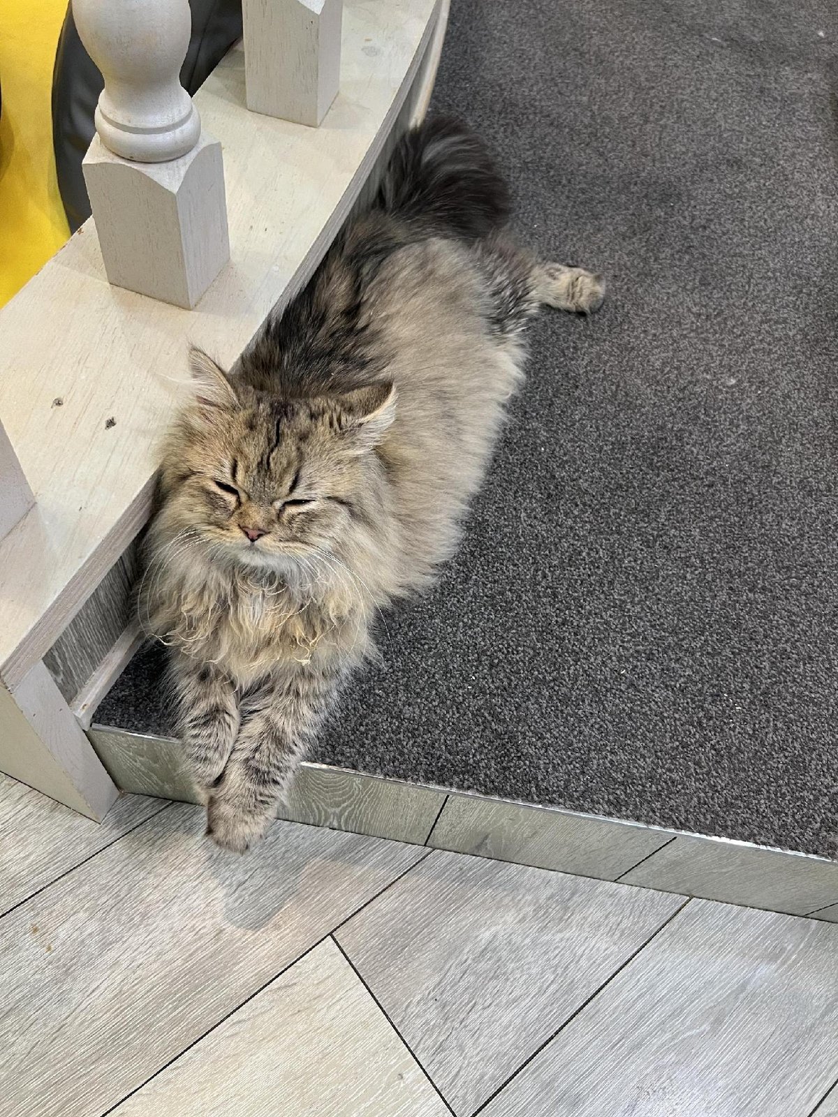 Fluffy cat resting on carpeted floor