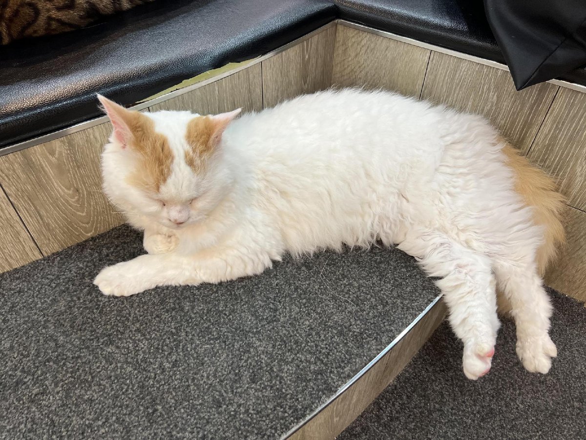 Fluffy white cat napping indoors