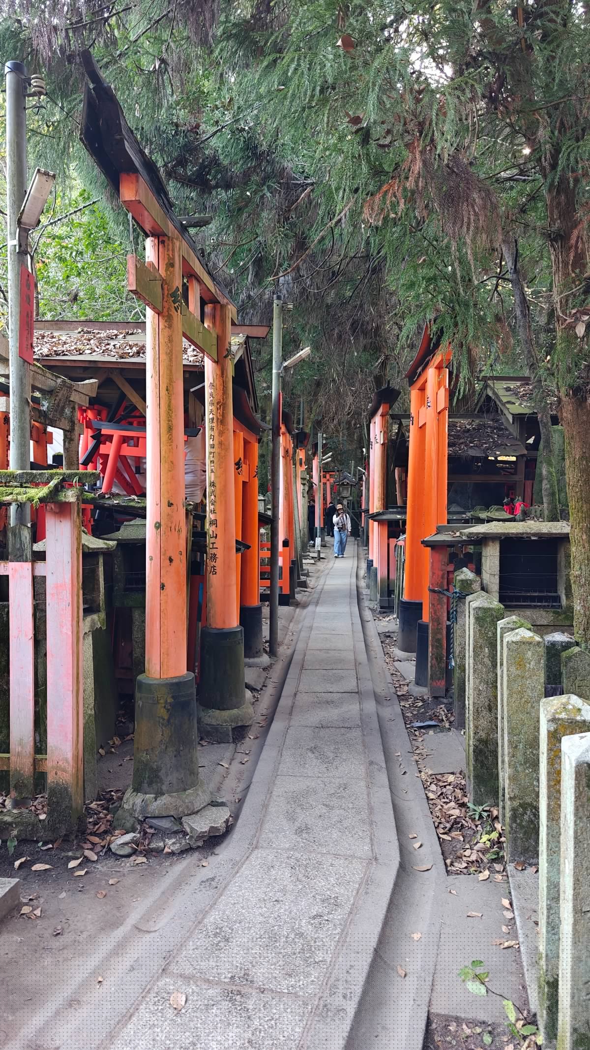 Forest path torii stone lanterns