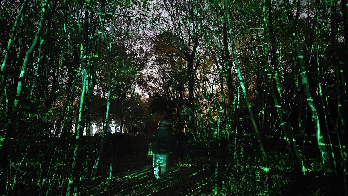 Forest with green light projections