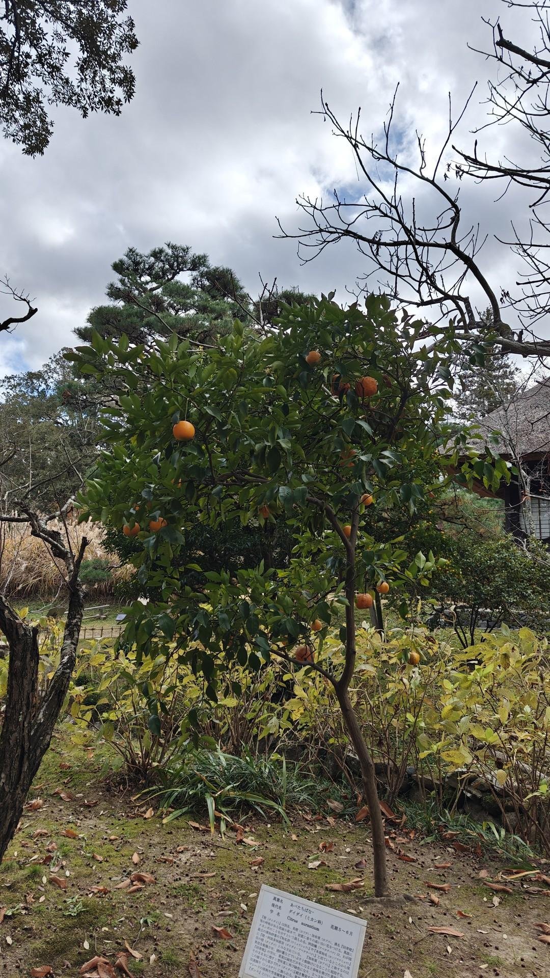 Garden with orange tree under cloudy sky