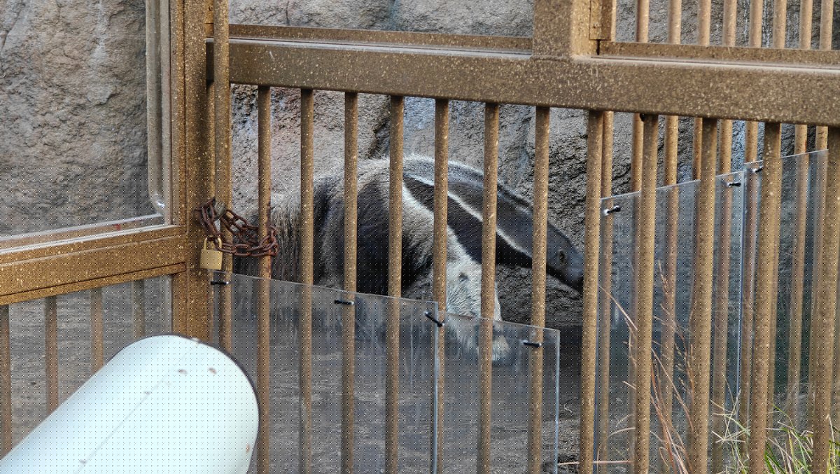 Giant anteater behind enclosure bars