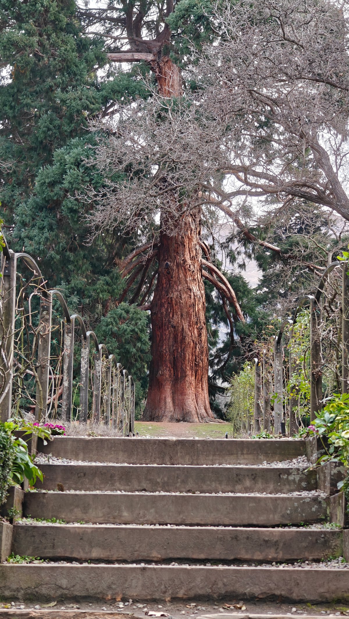 Giant sequoia in Wanaka