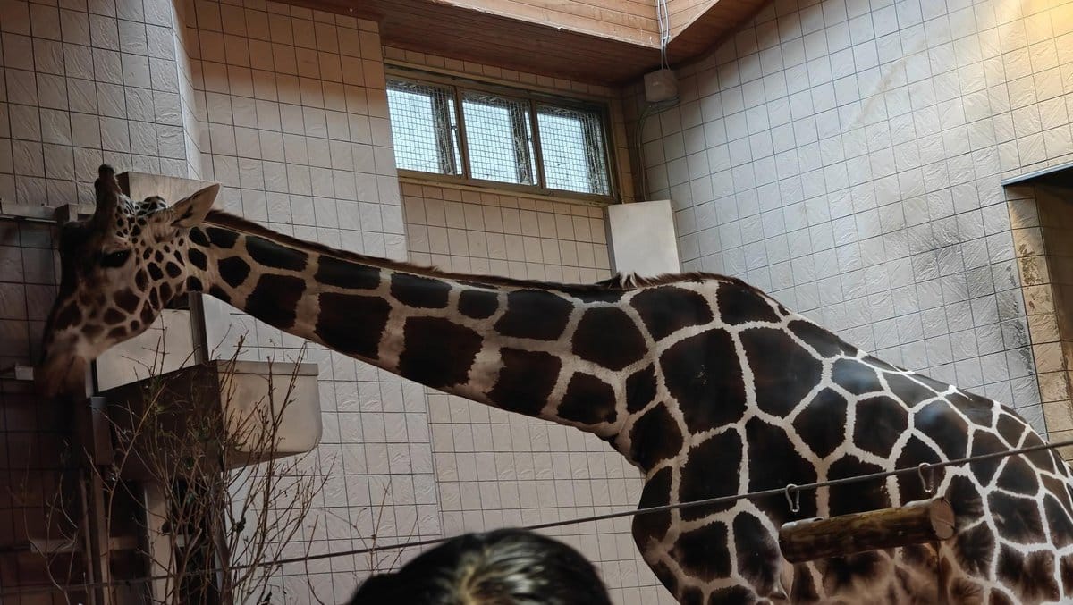 Giraffe indoors in tiled enclosure