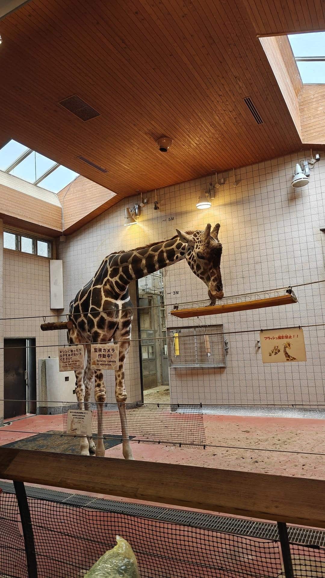 Giraffe indoors under wooden ceiling
