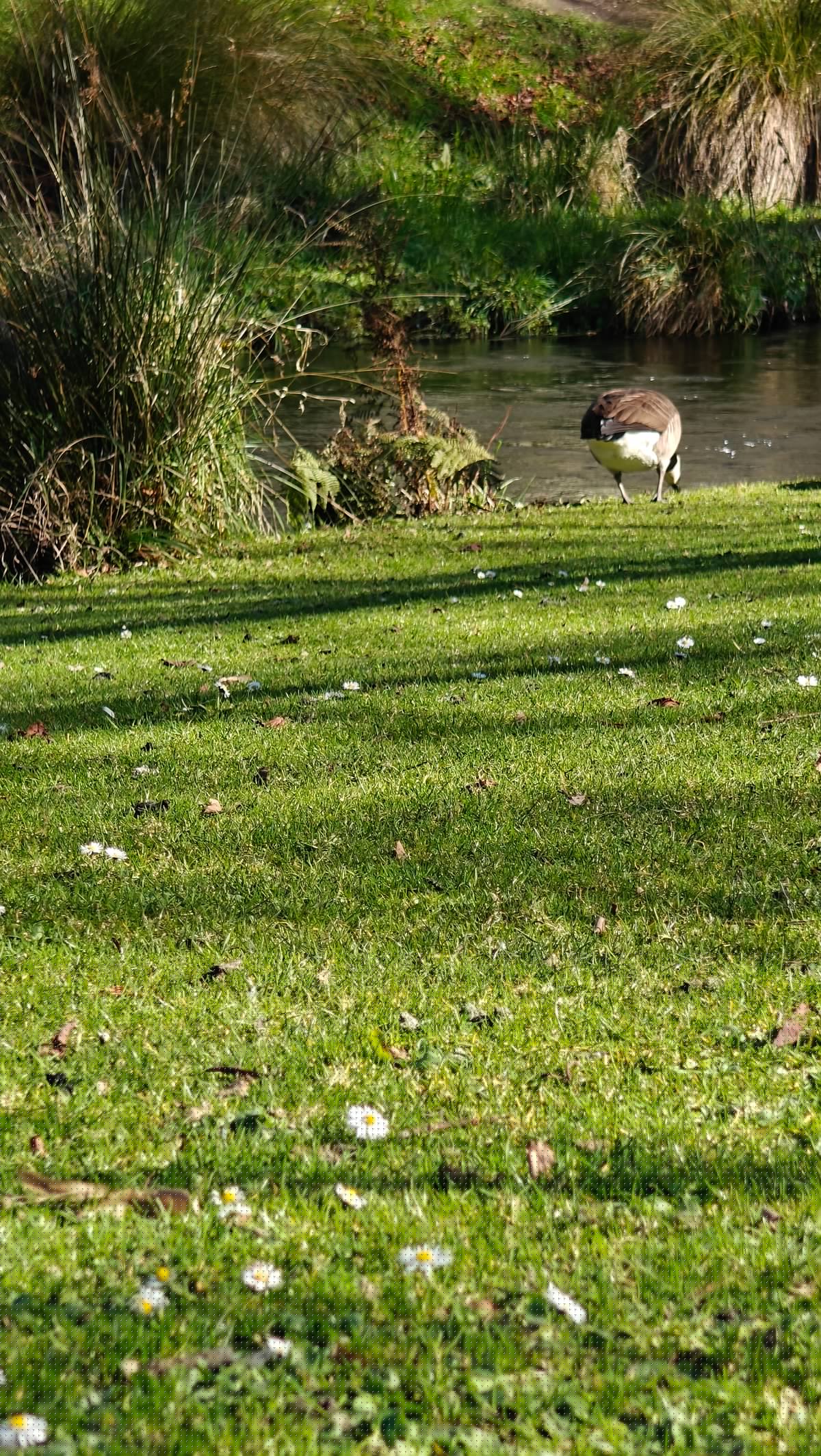 Goose grazing riverside grass edge