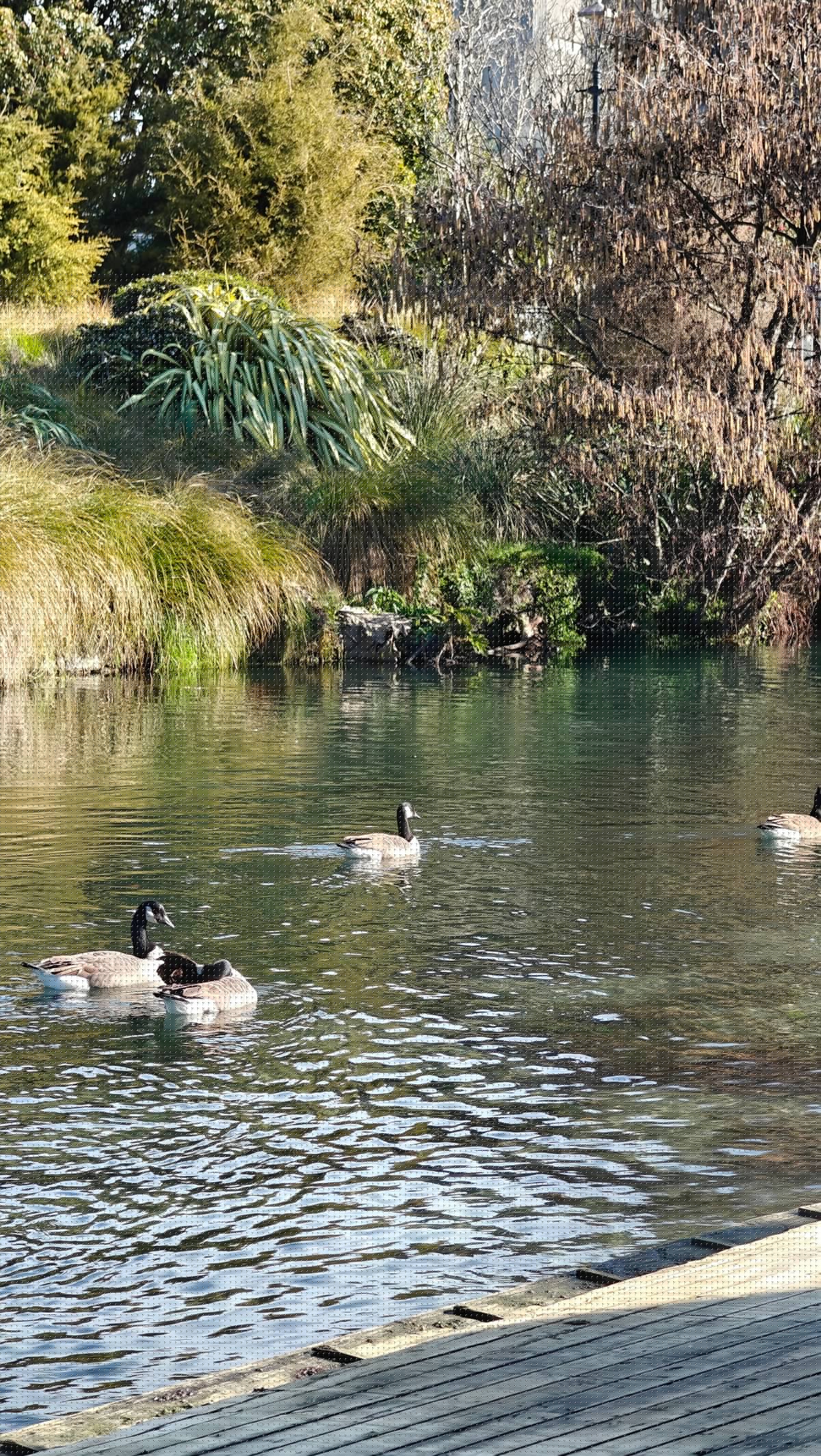 Goose swimming by boat sheds