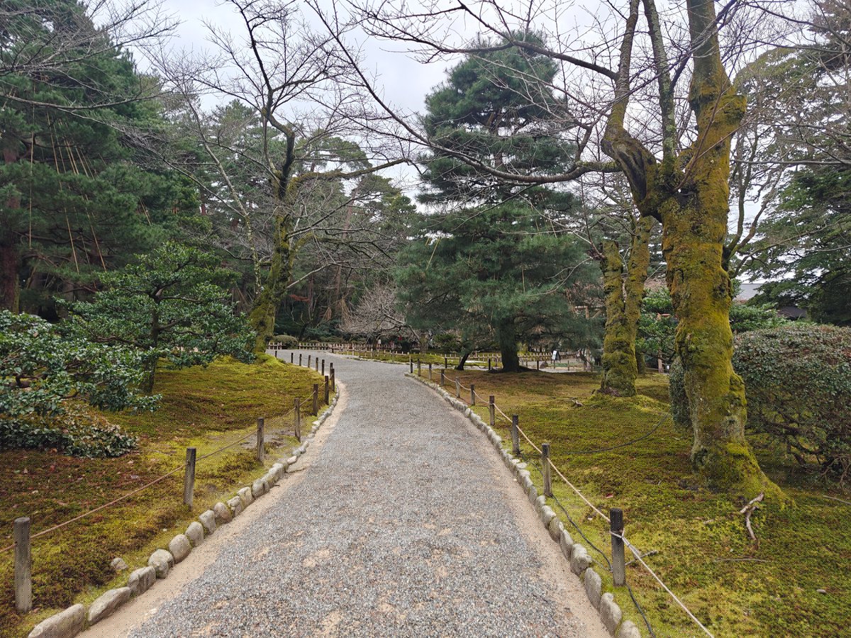Gravel path among pines