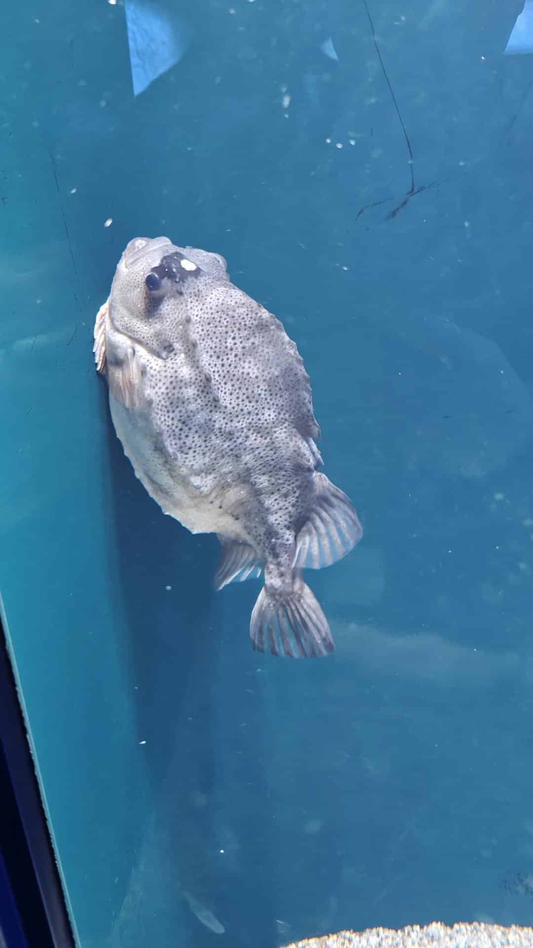 Gray fish against blue aquarium wall