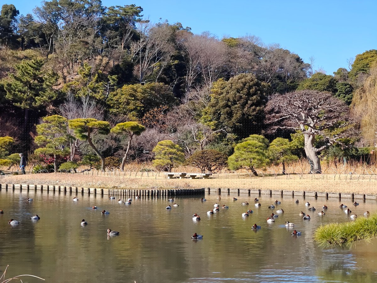 Great pond pruned pines waterfowl