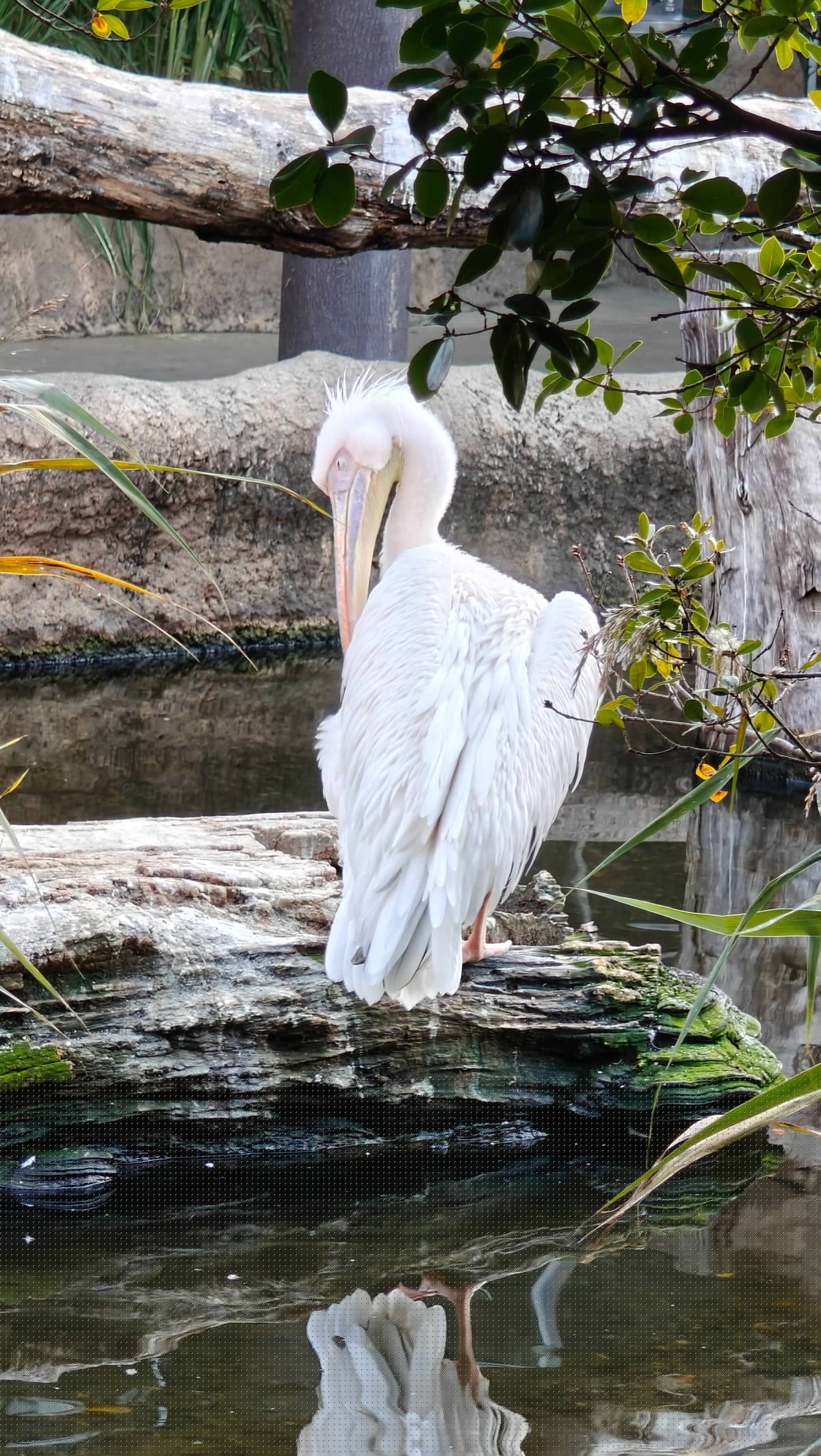 Great white pelican preening