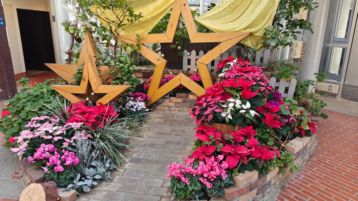 Greenhouse poinsettia Christmas display