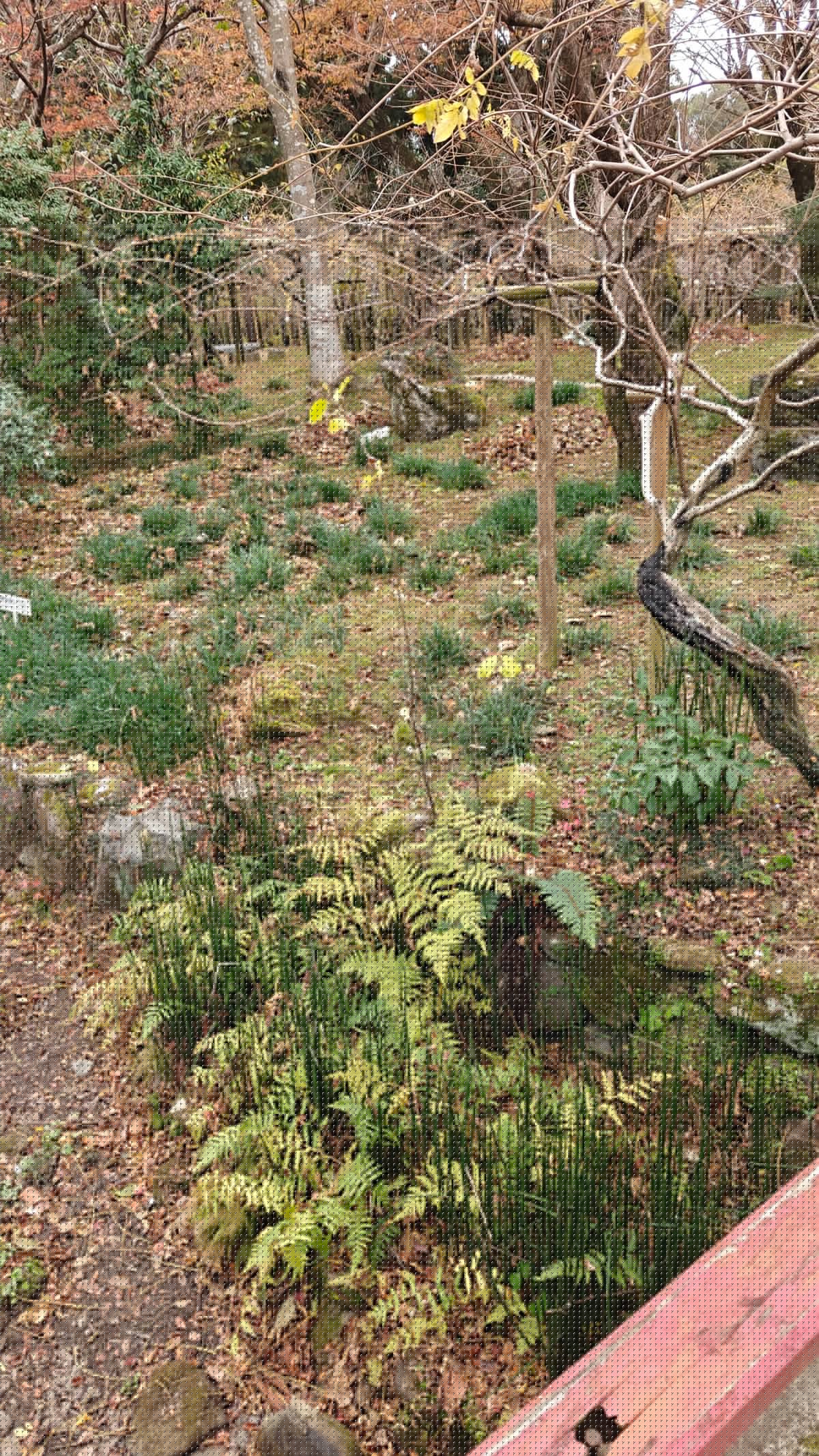Ground cover plants and small stream in wooded