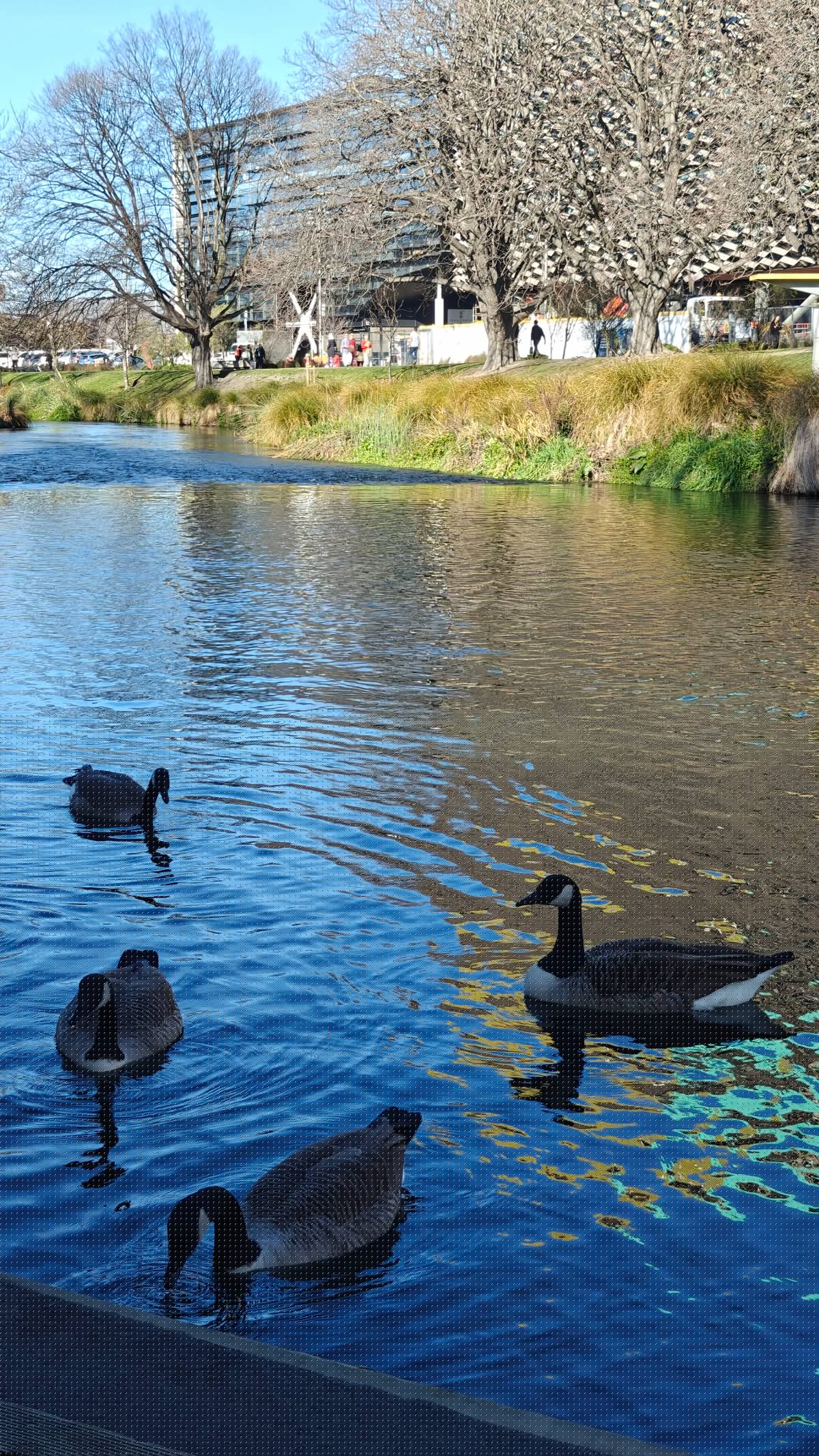 Group of Canada geese swimming