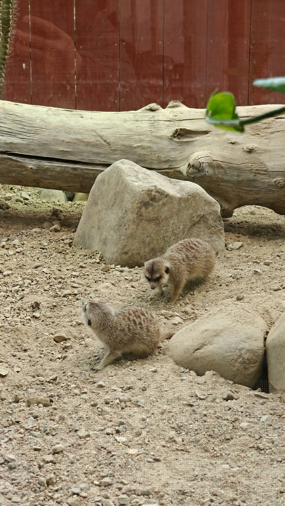 Group of meerkats among rocks