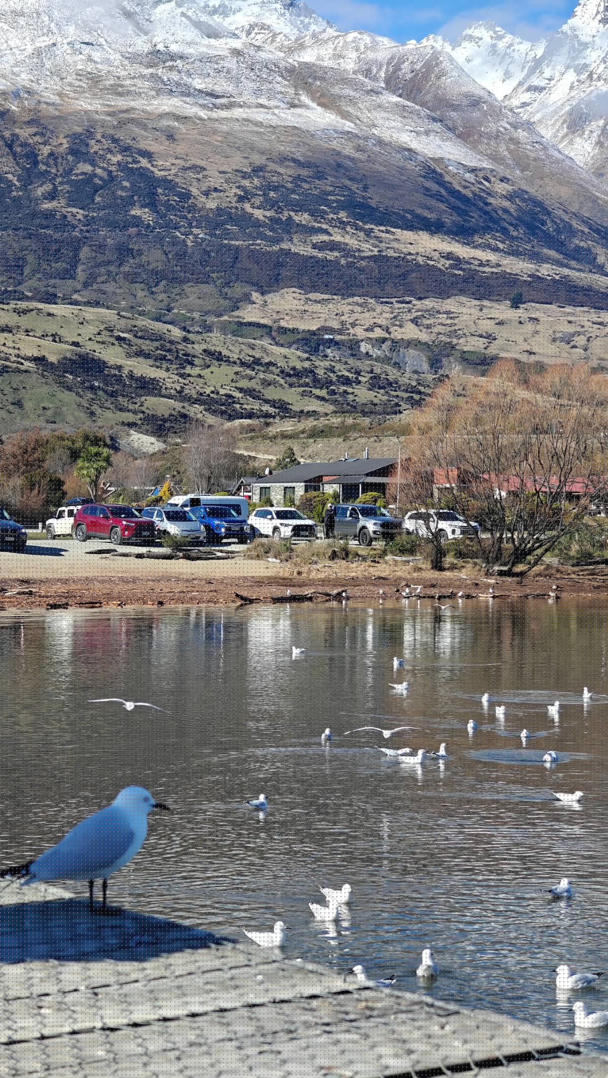 Gull on floating pontoon edge