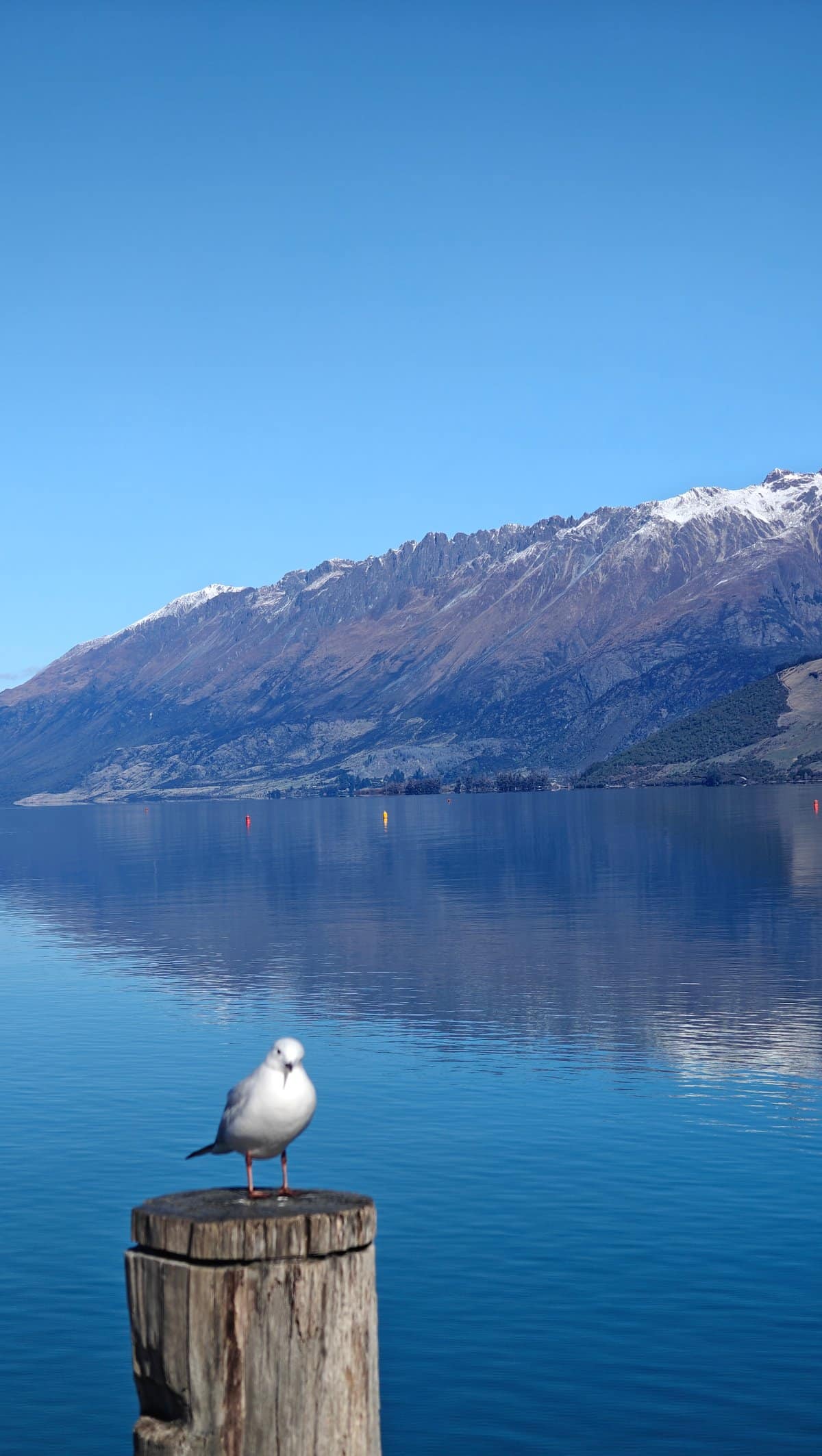 Gull perched over calm lake