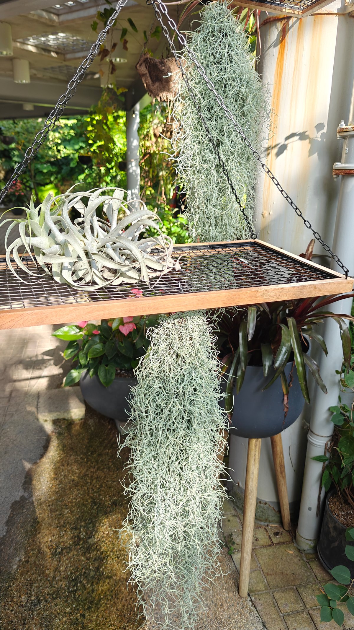 Hanging air plants (Tillandsia / Spanish moss) trailing