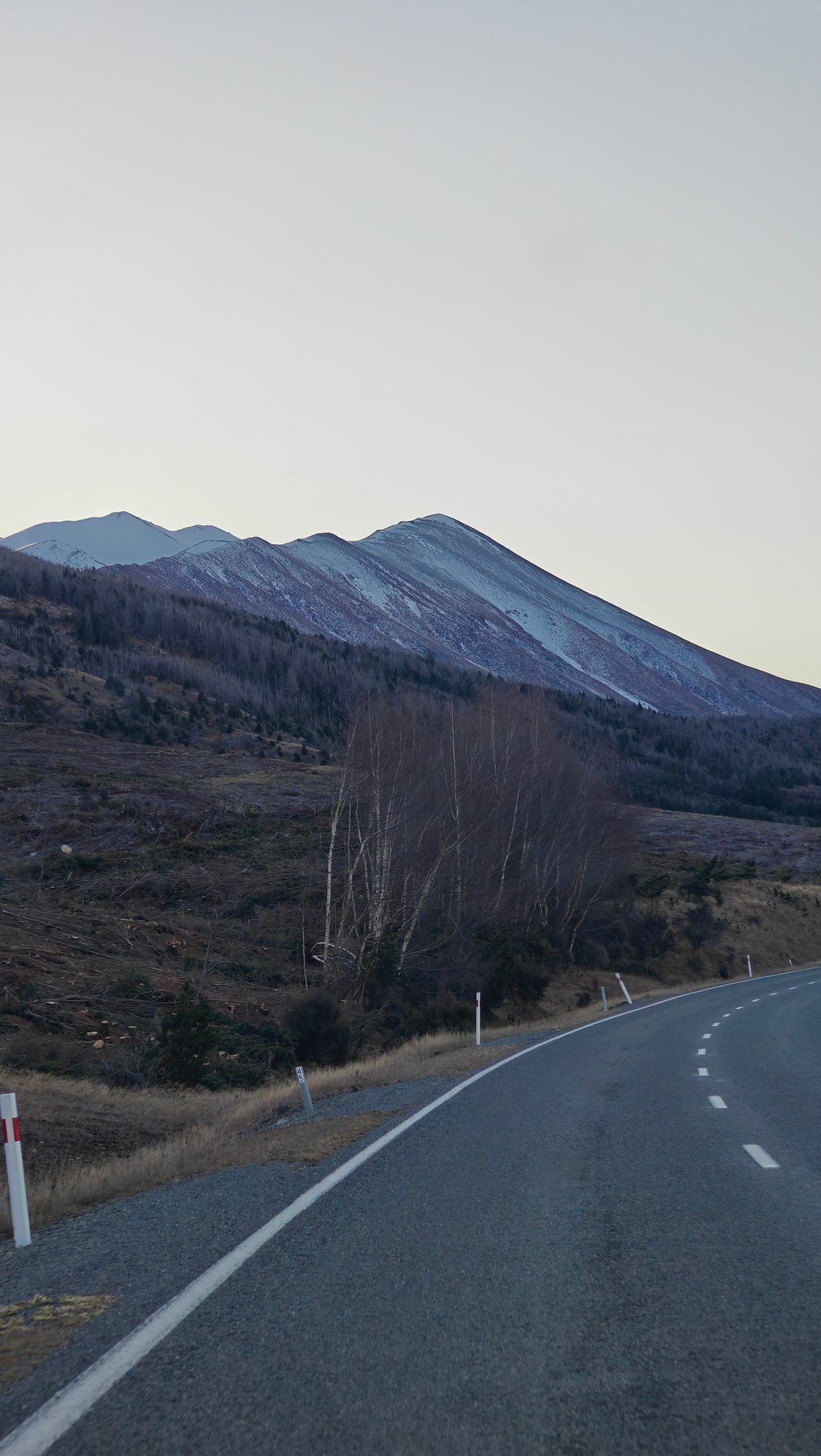 Highway bending past bare birch trees toward a
