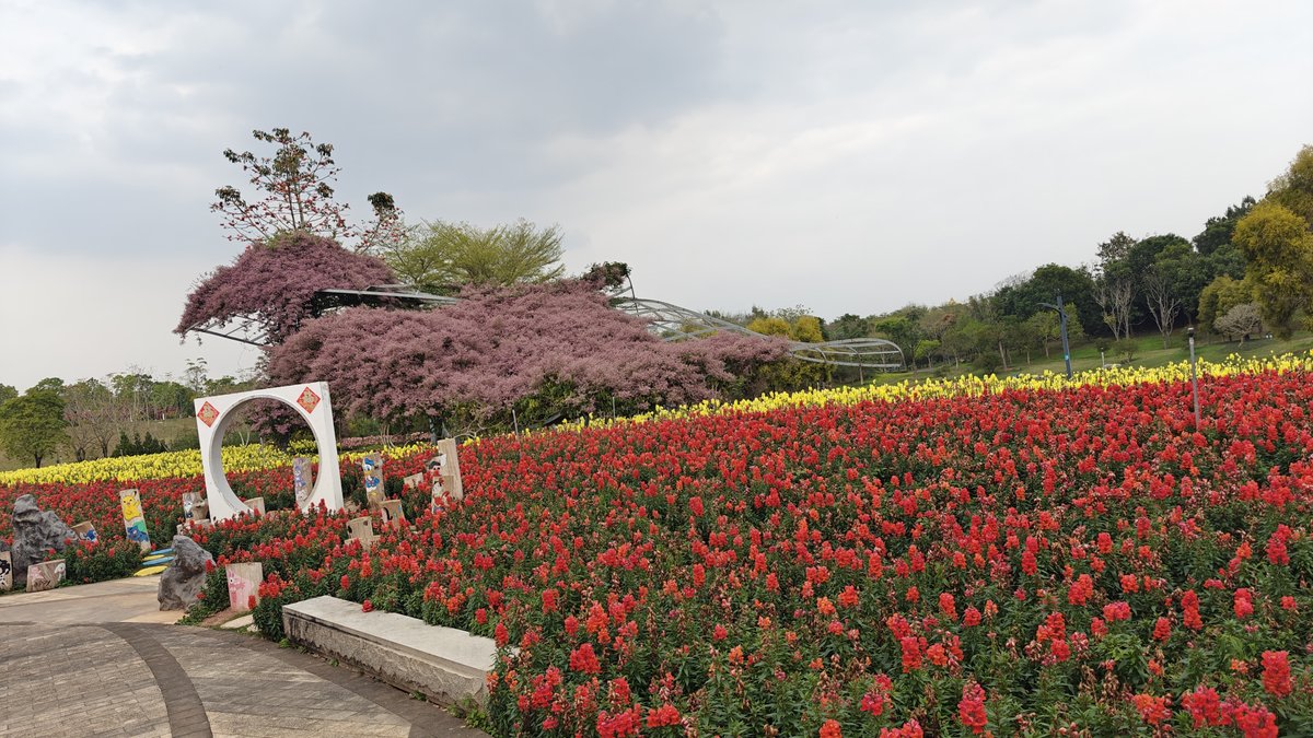 Hillside snapdragon fields in bloom