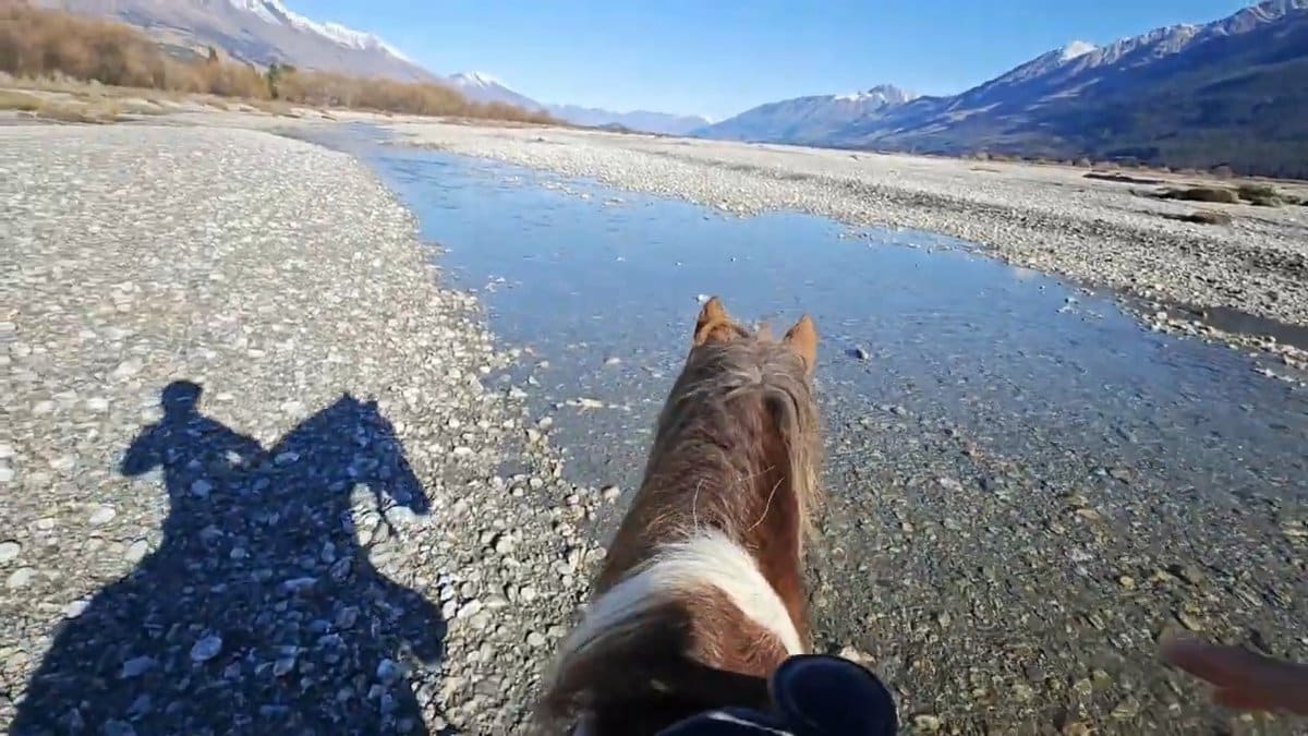 Horse shadow on river stones