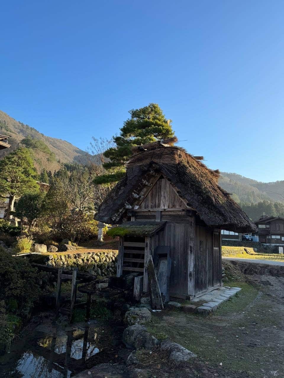 House with manicured pine garden